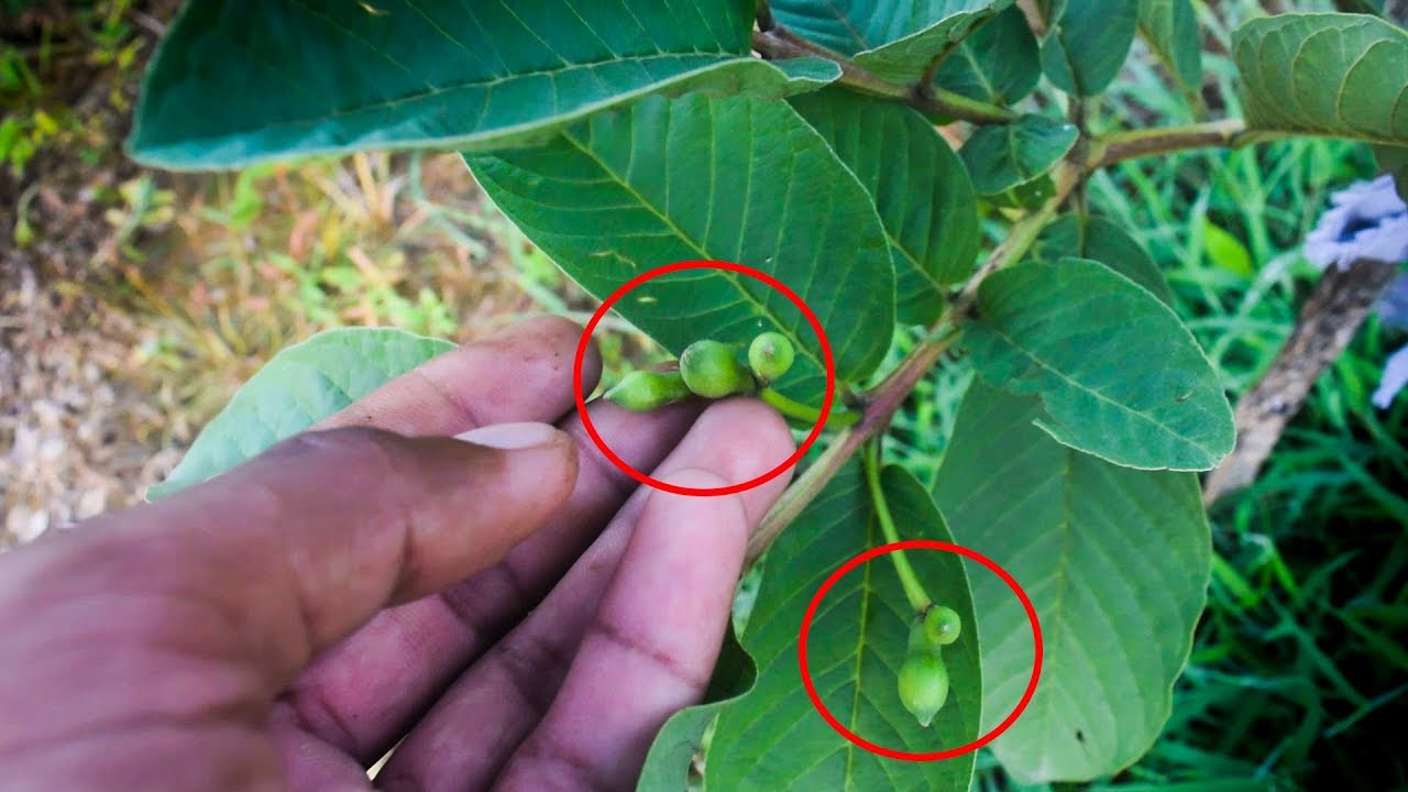 Guava Tree Flower – Guava Tree Growing – 10 Minute Videos