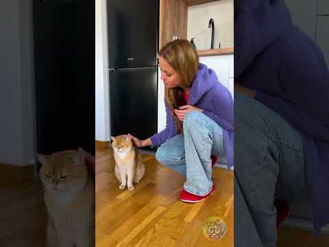 🐾 Kucing vs Anda—Mengapa Mereka Bertindak Seolah Anda Tidak Ada 😹