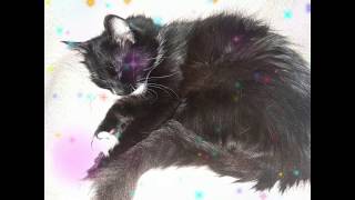 Мои красатулечки! Спящие коты./ My beauties! Sleeping cats. / Мої красуні! Сплячі коти. Мои красатулечки! Спящие коты./ My beauties! Sleeping cats. / Мої красуні! Сплячі коти.
