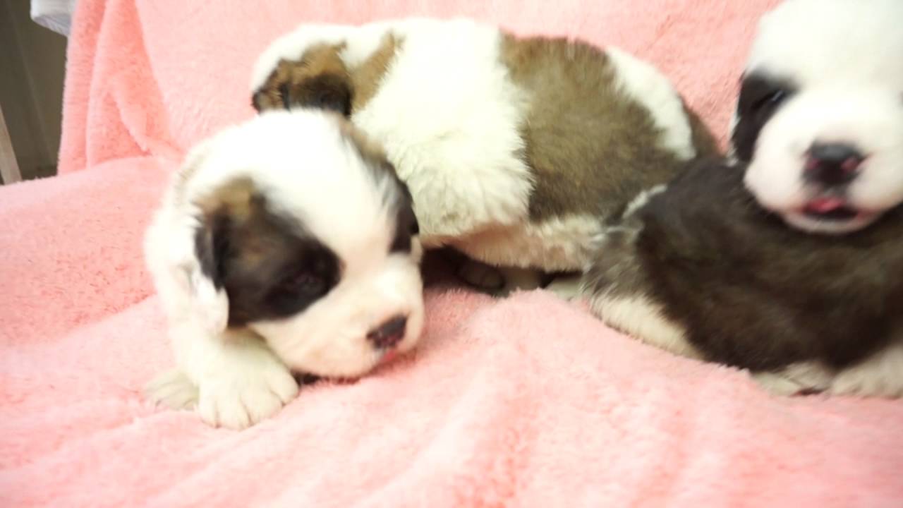 哀川翔も飼っているセントバーナードの赤ちゃんがかわいい 動画 雑貨まとめ