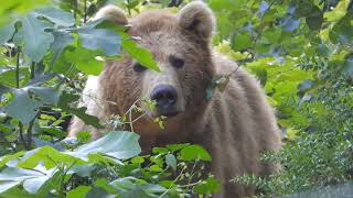 не суй свой нос стихи читает автор В. Дмитриев