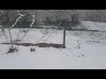 Snijeg pade na behar na voe