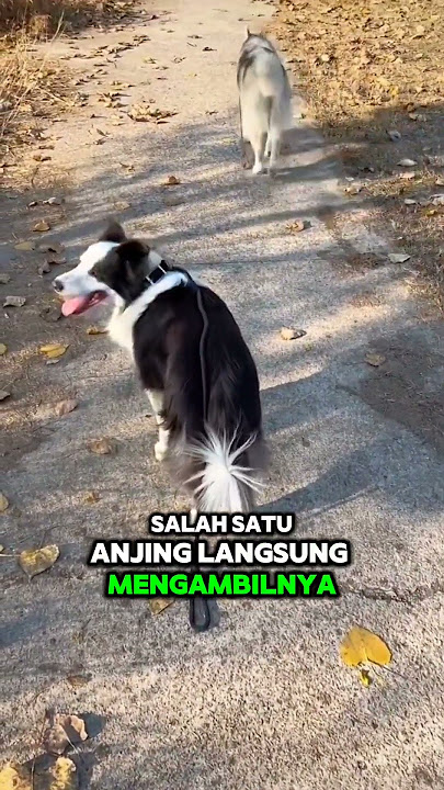 pemilik anjing ini terkejut, melihat kecerdasan anjingnya🐕🤯#shorts #shortvideo