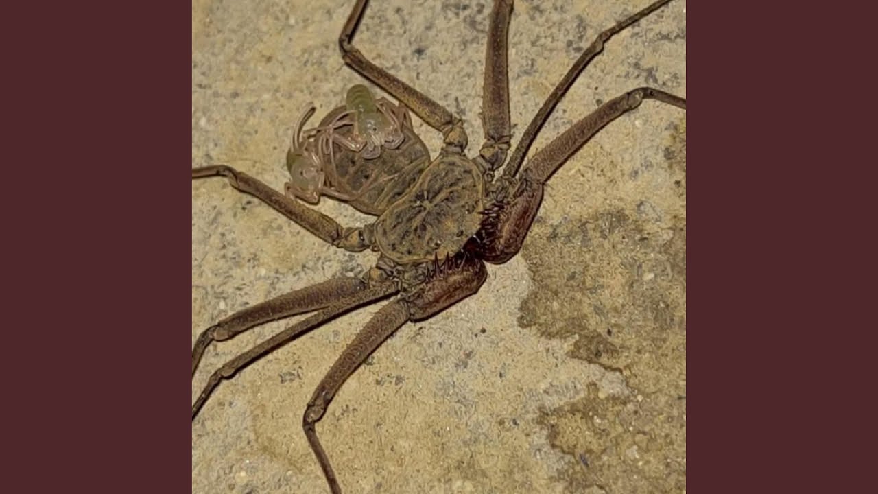 Watch araña (draft) . on YouTube Watch araña (draft) . on YouTube