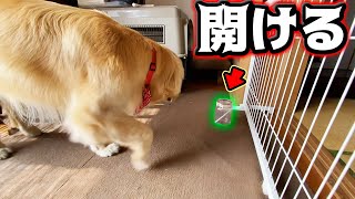 新しい技を会得したゴールデンレトリバーまる！