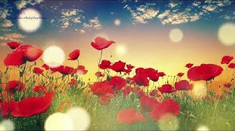 紅花 Youtube