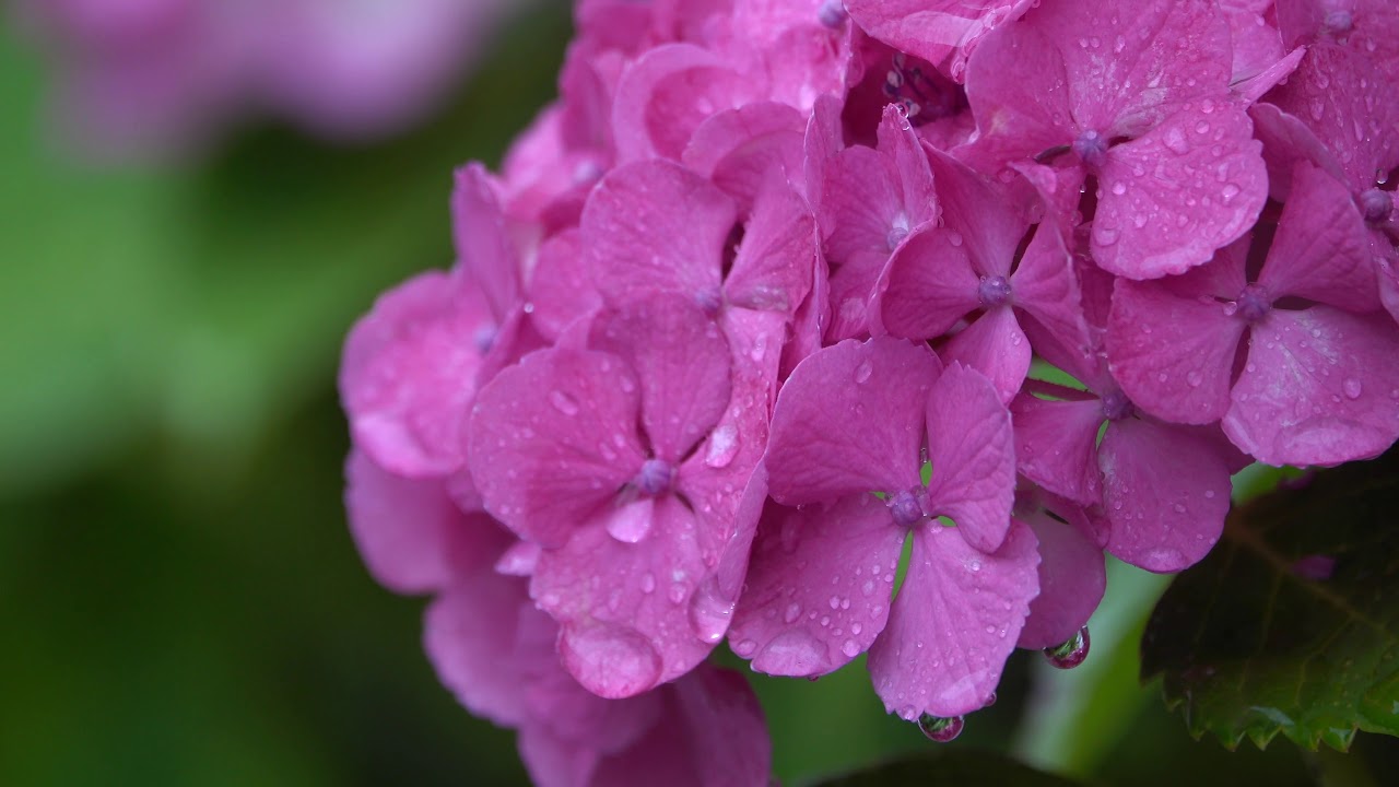 紫陽花と雨の音 Hydrangea And Rain Sounds 18 By Sony Rx10m4 4k Youtube