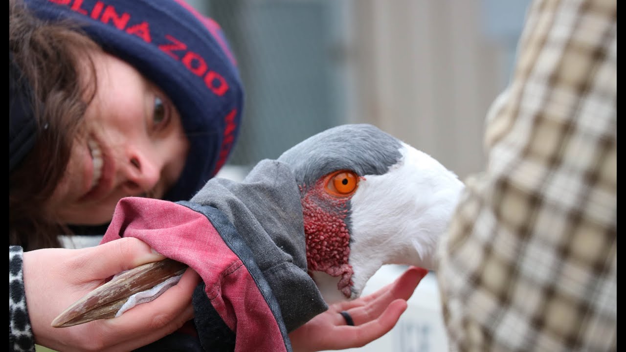 Health Checks for a Healthy Flock