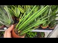 САНСЕВИЕРИИ. Шикарное поступление в ЛЕРУА МЕРЛЕН. САНСЕВИЕРИЯ SANSEVIERIA