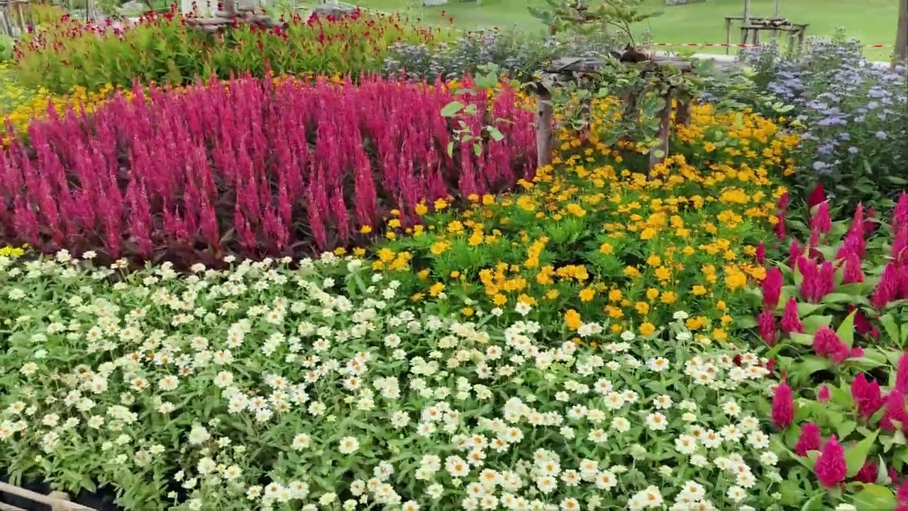 พาชมดอกไม้สวยงามสวนสมเด็จพระนางเจ้าสิริกิติ์