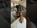 Most Wholesome Dog Moments 🥺 (Rank 1 made me cry)