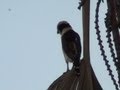 O canto da acauã, Herpetotheres cachinnans, falconídeos, aves de rapina,