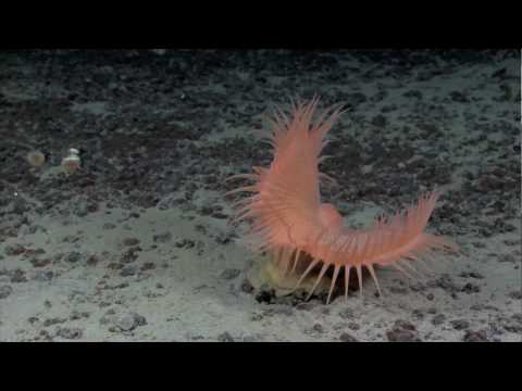 NOAA Ship Okeanos Explorer Extraordinary "Highlight" video offshore Kona, Hawaii