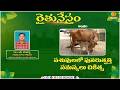 రైతునేస్తం | పశువులలో పునరుత్పత్తి సమస్యలు - వాటికి చికిత్స | #Raithunestham - Phone in Live