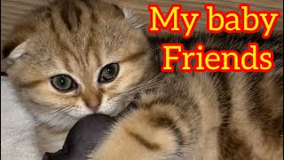 Kittens are playing 😻🔥 Sphinx and Scottish fold cats 🤣 by PetTanFun 2,991 views 2 months ago 2 minutes, 1 second