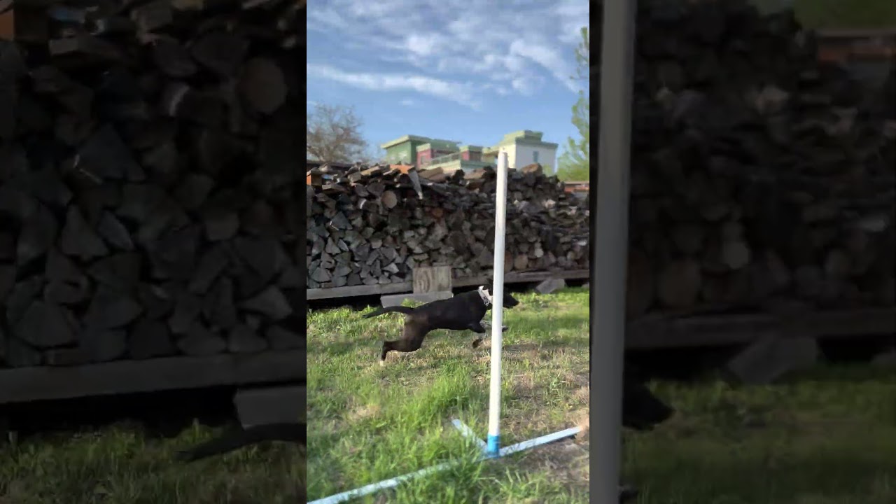 Booyah Gets the Zoomies