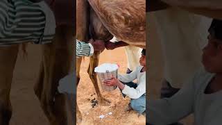🐪মেয়ে উট পাপ্তবয়স্ক হলে দেয় প্রচুর দুধ, সেই দুধ পান করে কফিলেরা! অবাক করা সত্য 😲🥛