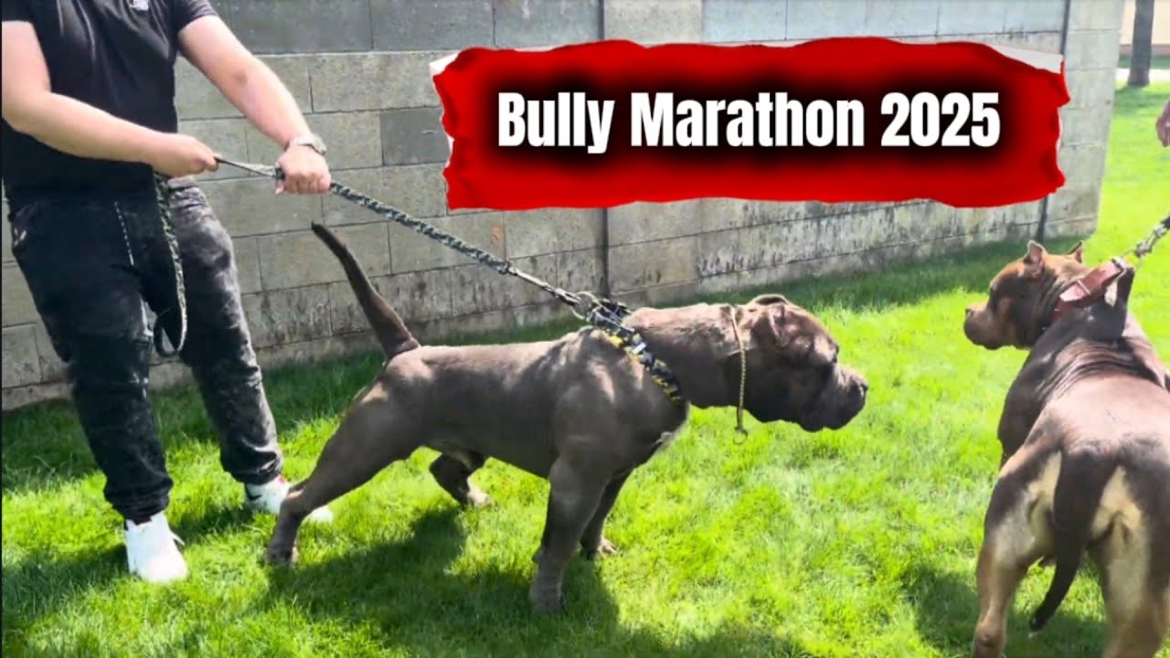🇷🇴 Expoziția Canină XXL AMERICAN BULLY Timișoara-Sanandrei - Bully Marathon 2025