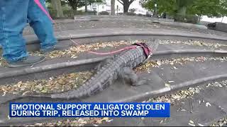 Wally the emotional support alligator was stolen during trip, released into swamp, owner says