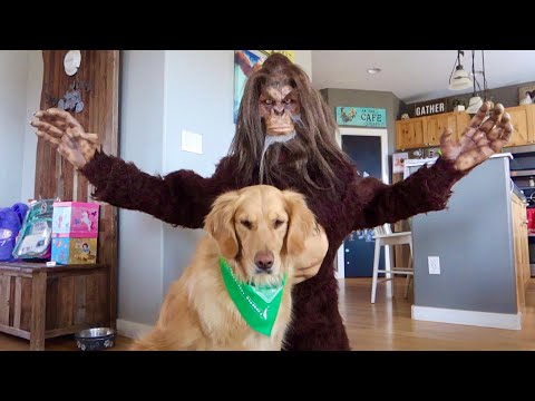 scary-bigfoot-prank-on-my-dog!