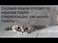 Сколько кошка отходит от наркоза после стерилизации: как можно помочь