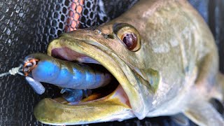Skip Casting Barramundi... How to Rig Weedless Soft Plastic Lures screenshot 3