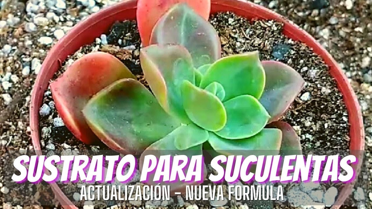 SUSTRATO PARA SUCULENTAS ¡¡¡ ACTUALIZADO!!!