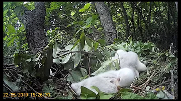Неожиданная находка: гнездо ястреба-тетеревятника/Goshawk`s nest.