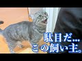 話の通じない飼い主に、不満で鳴く猫がかわいい...