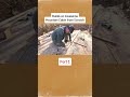 Survival Cabin Build #wood #survival