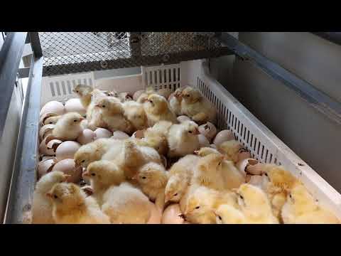 Video: Piščanci Brojlerjev: Bolezni In Njihovo Preprečevanje