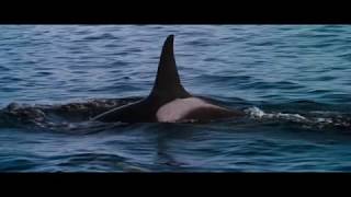 11 (1/2). End Credits (part 1/2) (Free Willy / 1993) Soundtrack