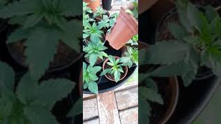 My cannabis genetics doing well. Now outdoors under the sun.