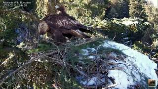 Setting up a golden eagle's nest The nest of the Golden Eagle 2 (Aquila chrysaetos)