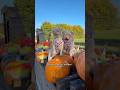 Halloween day out, London. #halloween #dogfriendly #dogshorts #fall #autumn n