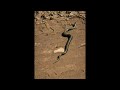 The Desert Ranger