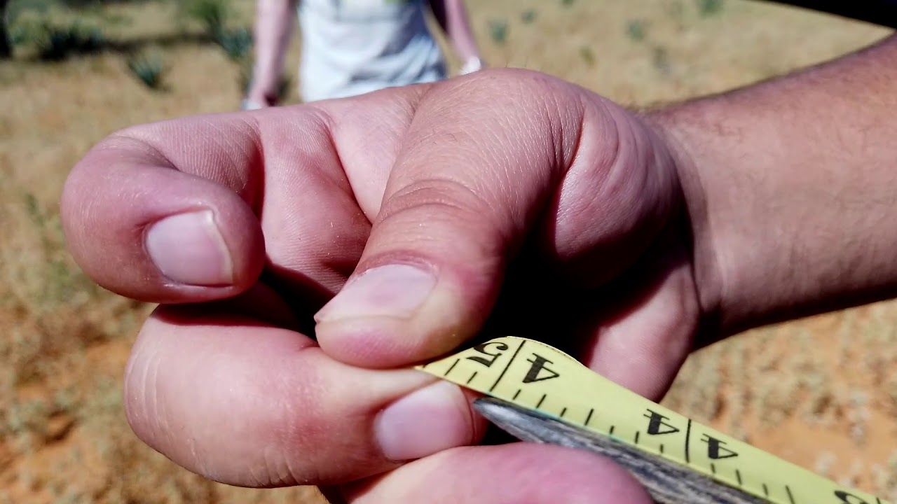 Klawerberg Stud Game breeders are Proud to be a Guest Seller on this years' Auction!