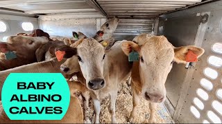 A Trailer full of All White Baby Calves | Unloading & Re-loading Canadian Cow’s