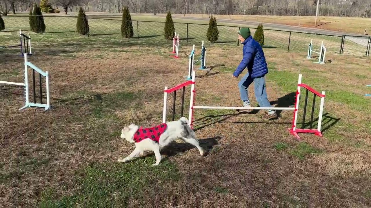Baby Girl Deaf BLUE's agility run 1/16/26