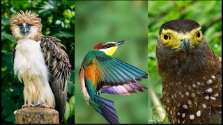 'Uncovering the secrets of the 10 Most Rare and Mysterious Birds'