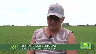 WL Agvance Pionero Francisco Bertolini 929