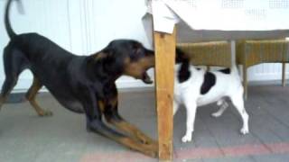 Doberman Vs Jack Russell