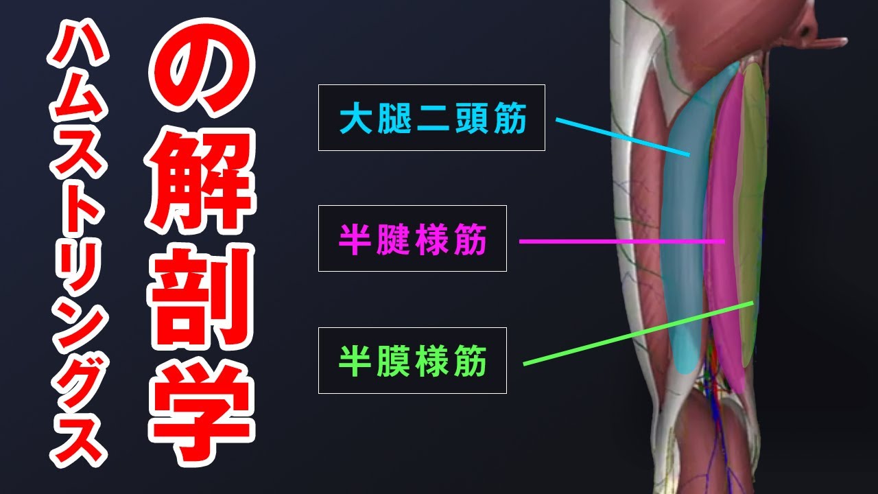 ハム ストリング どこ