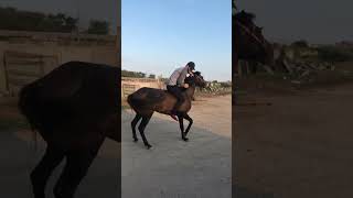 Islam Makhachev horse riding compilation😂😂😂😂