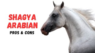 Výhody a nevýhody arabského koně Shagya - Výhody a nevýhody arabského koně Shagya