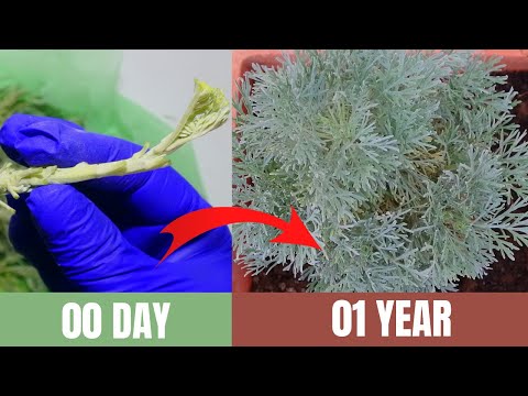 زراعة الشويلاء الشيبة الدسمية شيح ابن سينا    