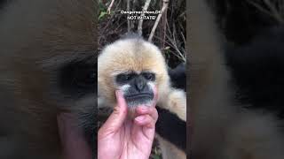 GIBBON CLOSE UP #gibbon #cuteanimal #cute #wildlife #comedy #funny #funnyanimal #shorts #africa