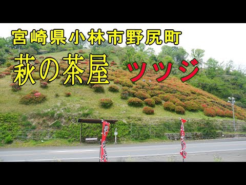 萩の茶屋のツツジを見に行きました