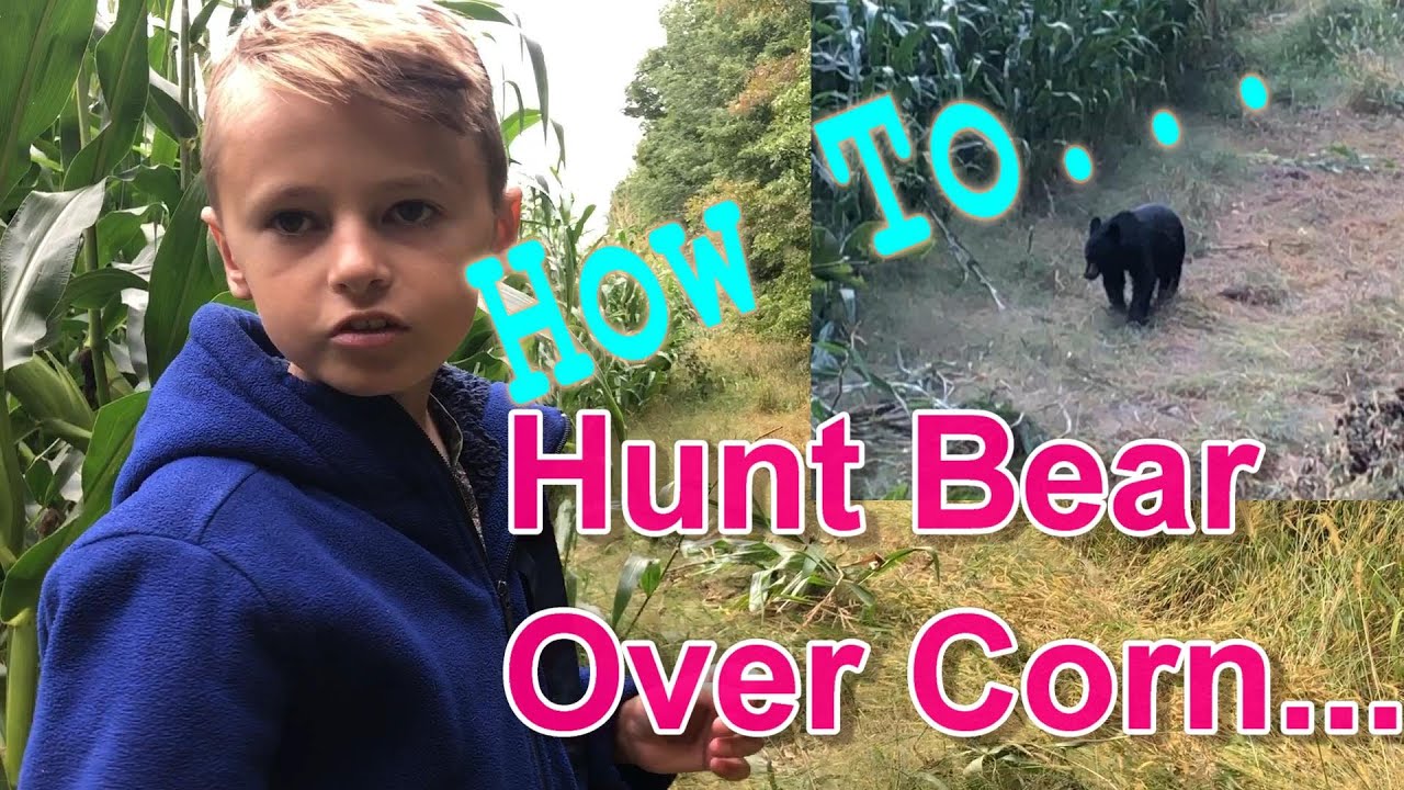 How to Hunt Bear Over Corn, what to look for and how to set up