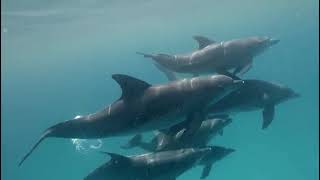 Snorkeling with Dolphins in their natural habitat in Zanzibar, Tanzania.